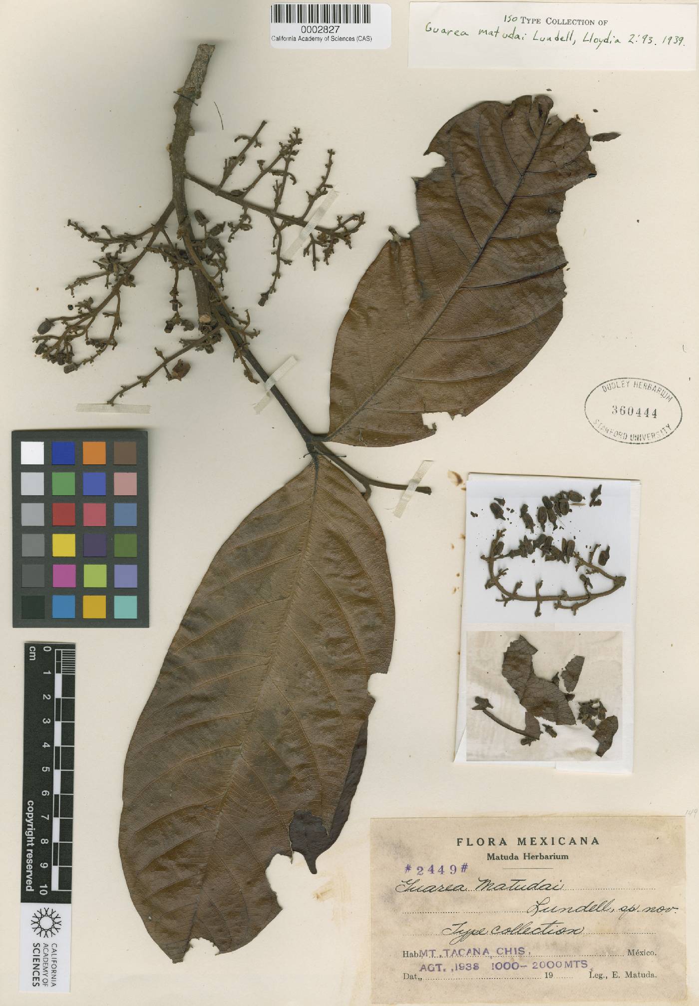 Guarea glabra subsp. glabra image