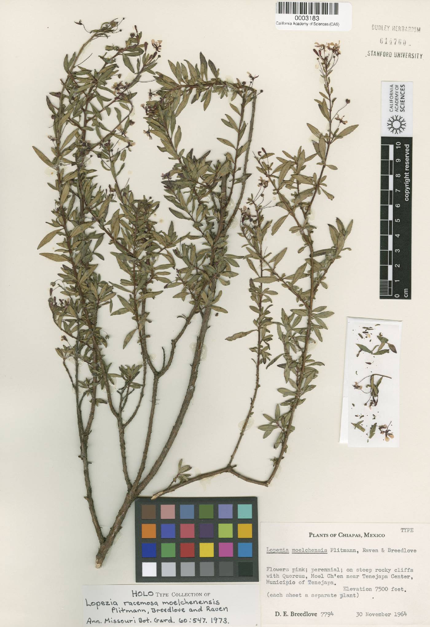 Lopezia racemosa subsp. moelchenensis image