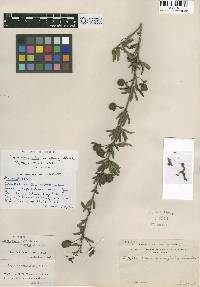 Lippia rosmarinifolia image