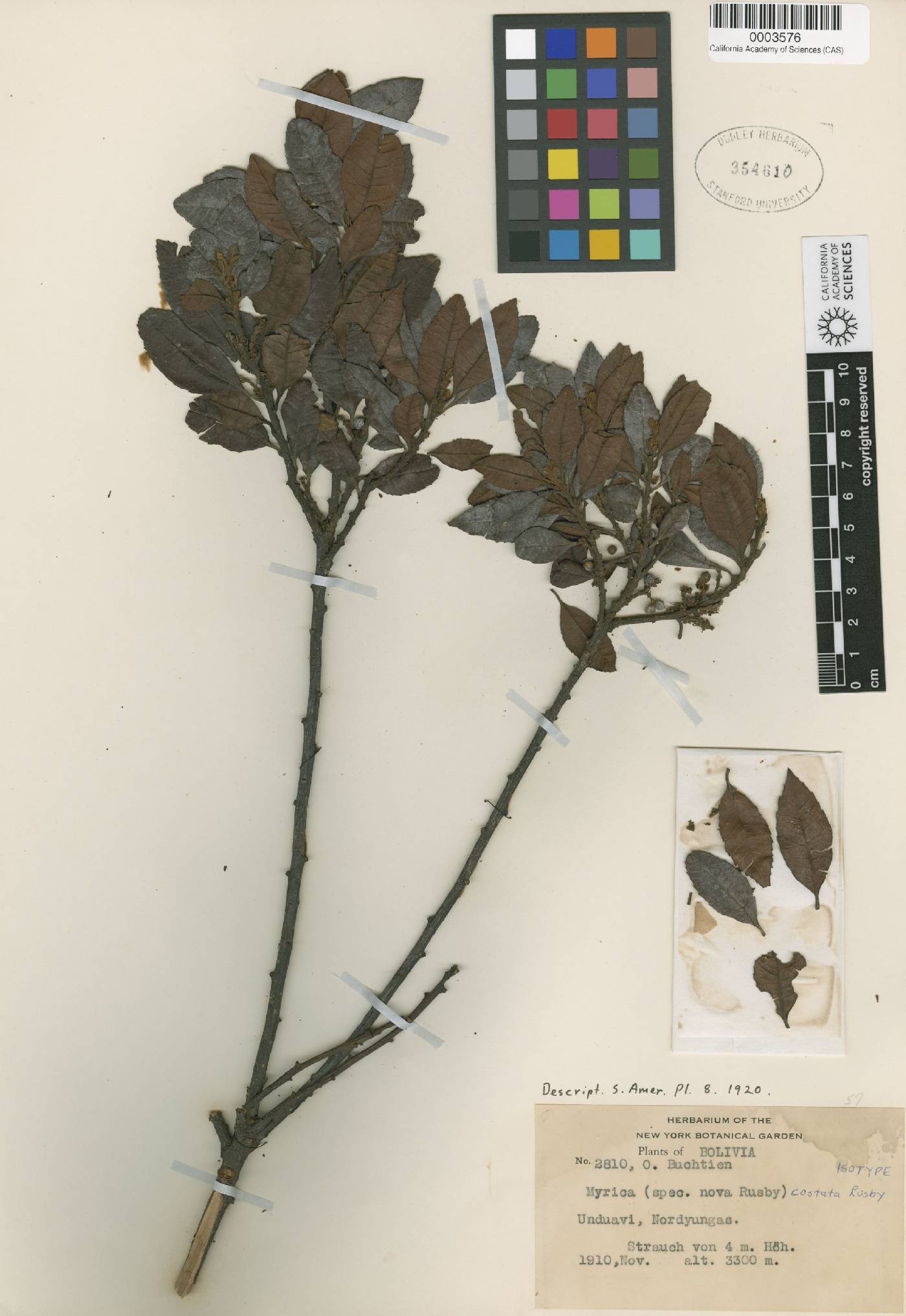 Morella pubescens image