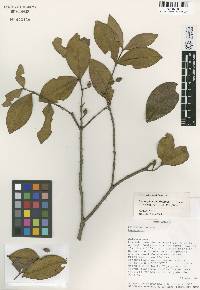 Image of Memecylon amplifolium