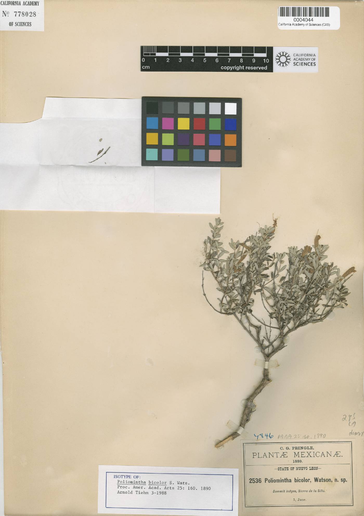 Poliomintha longiflora var. longiflora image