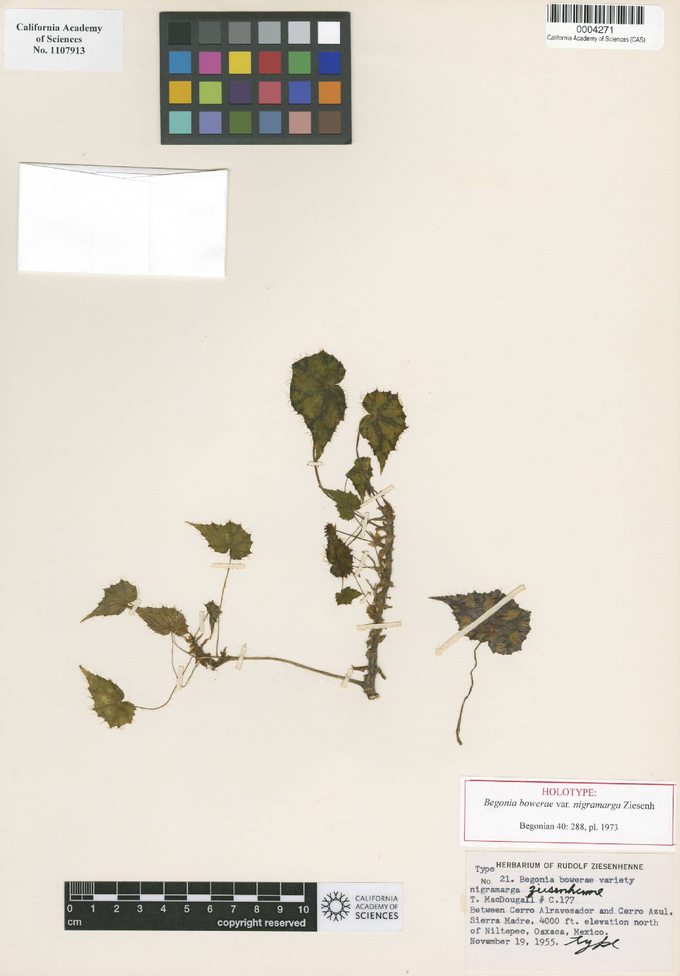 Begonia bowerae image