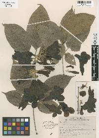 Handroanthus impetiginosum image
