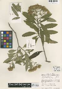 Image of Stevia myricoides