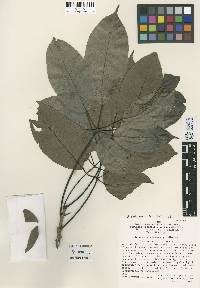 Handroanthus impetiginosum image