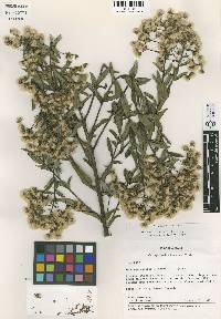 Image of Vernonanthura almedae