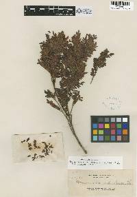Image of Weinmannia urdanetensis
