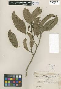 Image of Hydnocarpus hainanensis