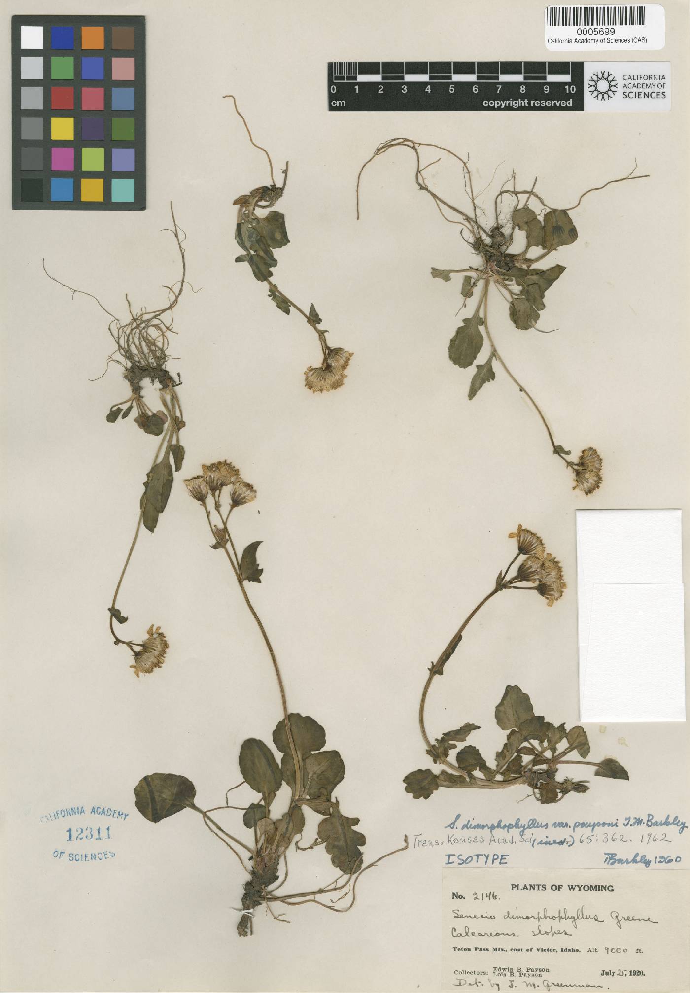 Packera dimorphophylla var. paysonii image