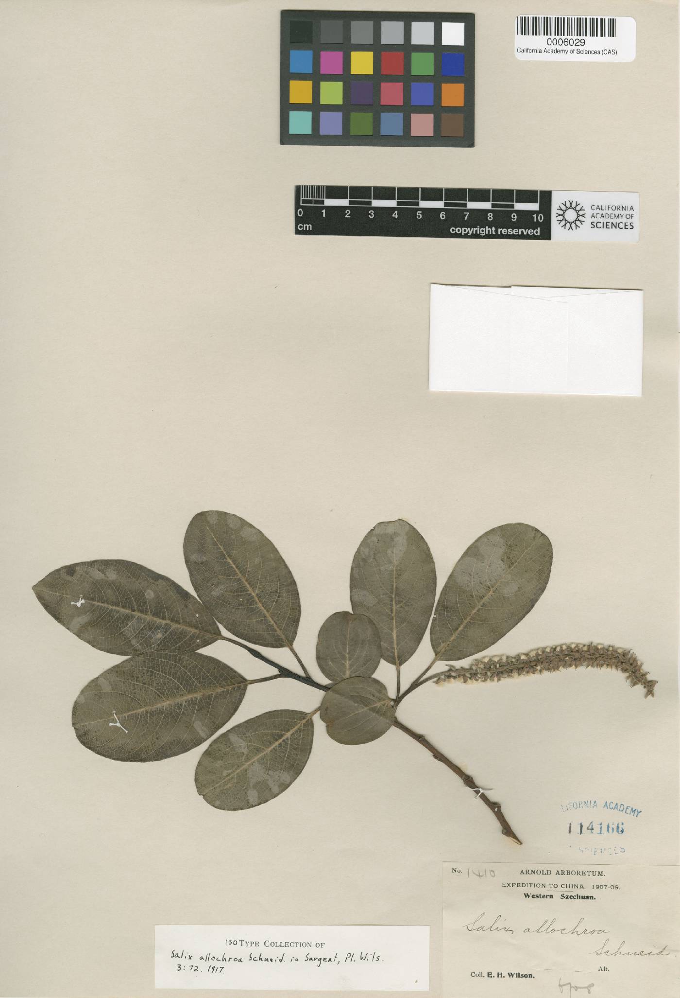 Salix plocotricha image