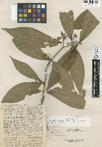 Image of Rinorea longiracemosa