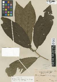 Image of Rinorea macrophylla