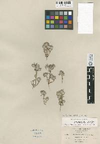 Psilocarphus brevissimus image