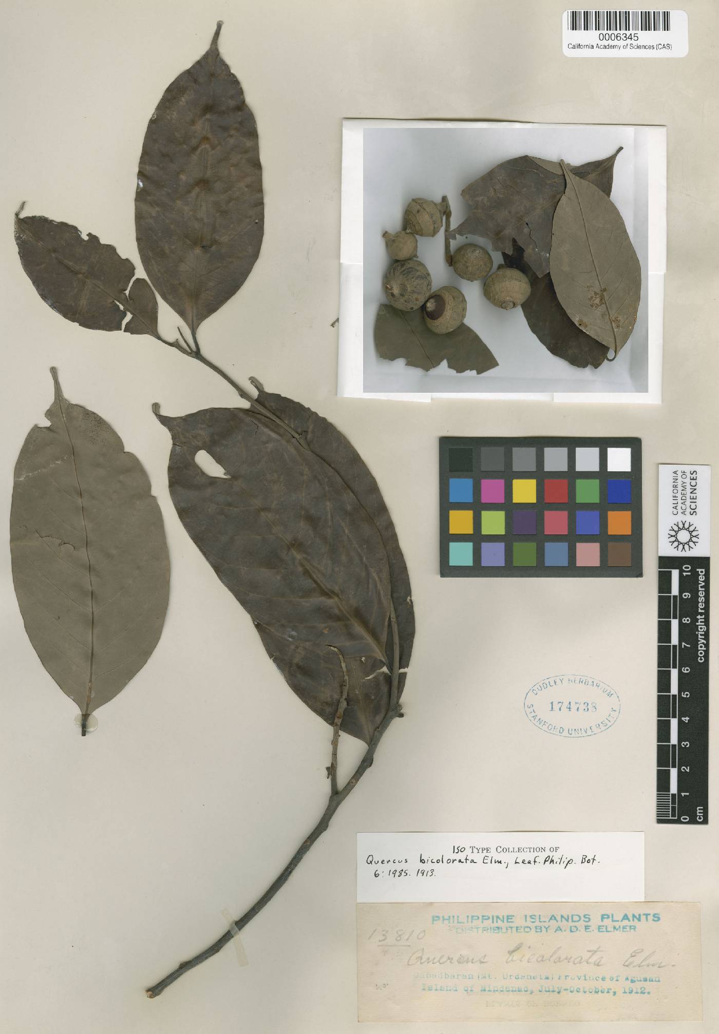 Lithocarpus bicoloratus image