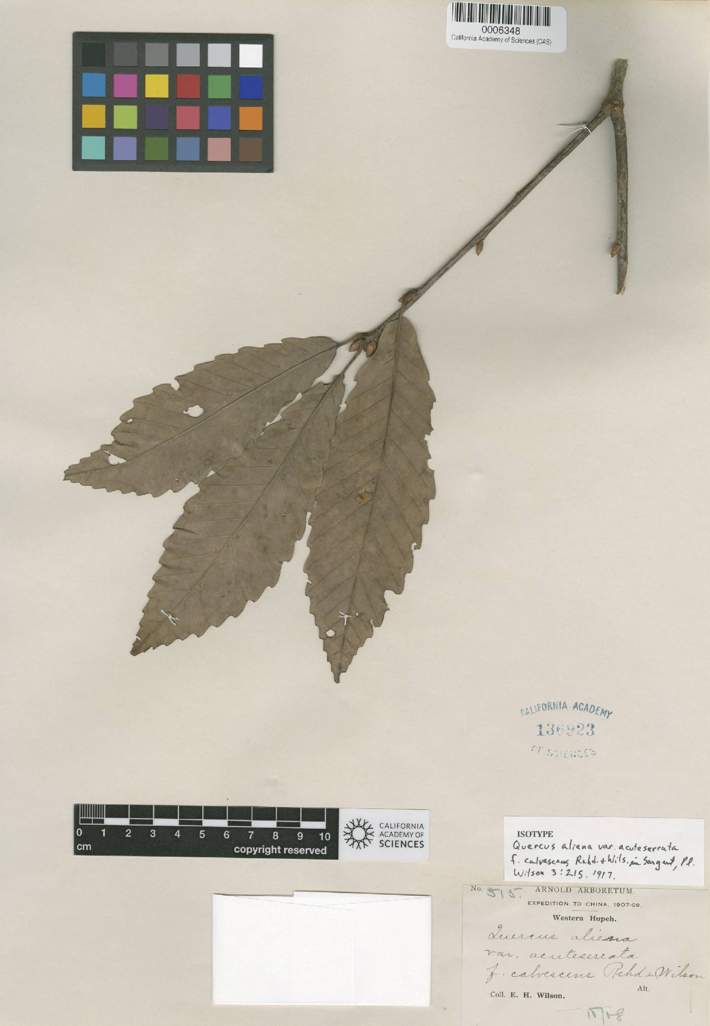 Quercus aliena image