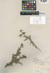 Image of Pittosporum saxicola