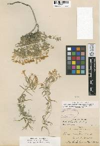 Phlox stansburyi subsp. superba image