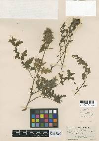 Pedicularis dudleyi image