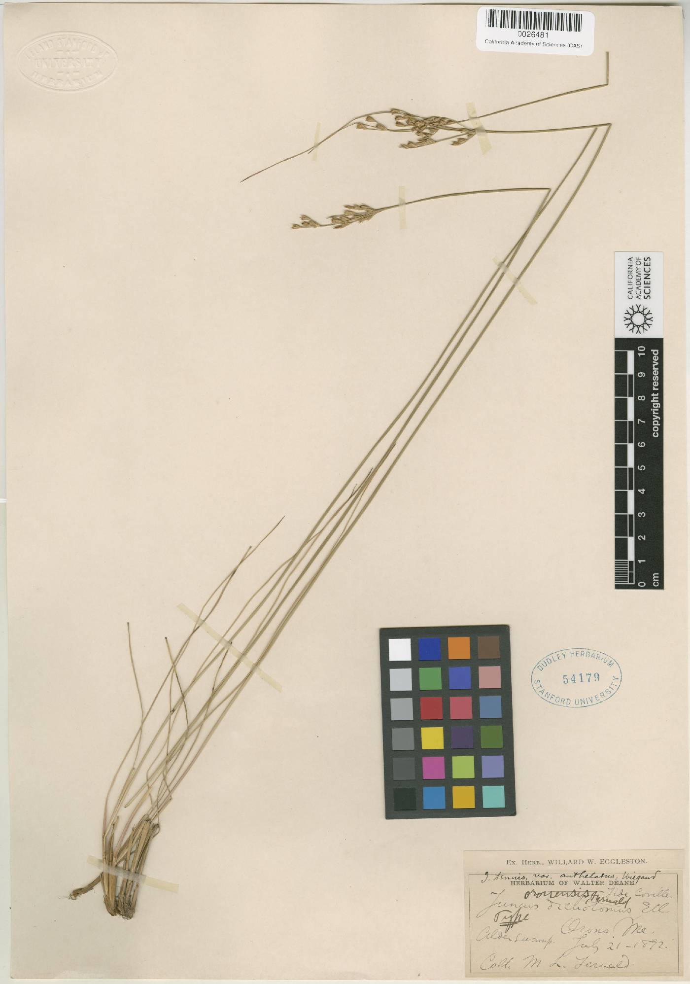 Juncus × oronensis image