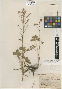 Delphinium nudicaule image