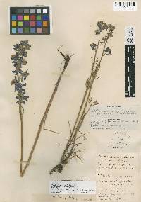 Delphinium parryi image