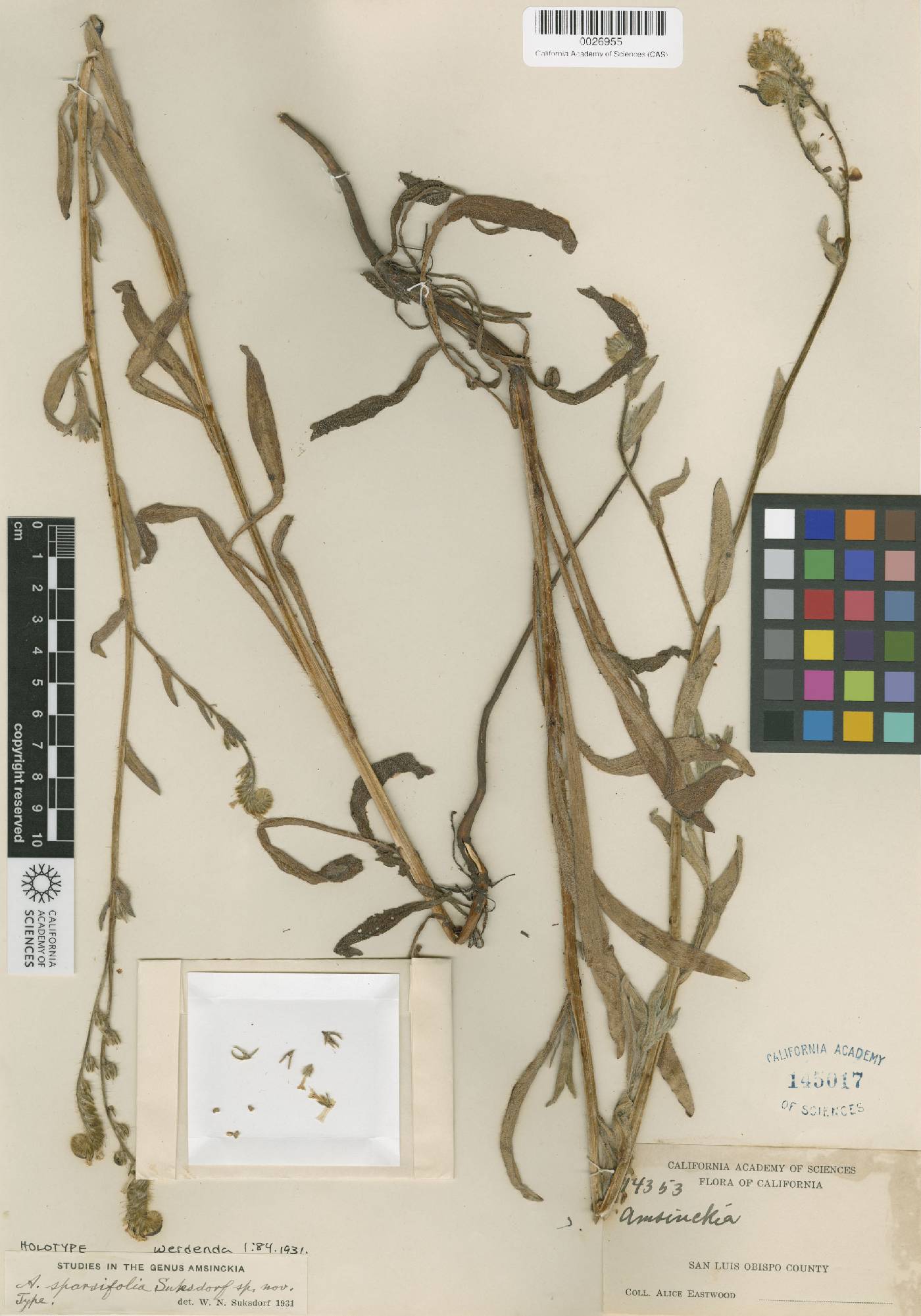Amsinckia sparsifolia image