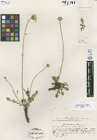 Image of Cephalaria dagestanica