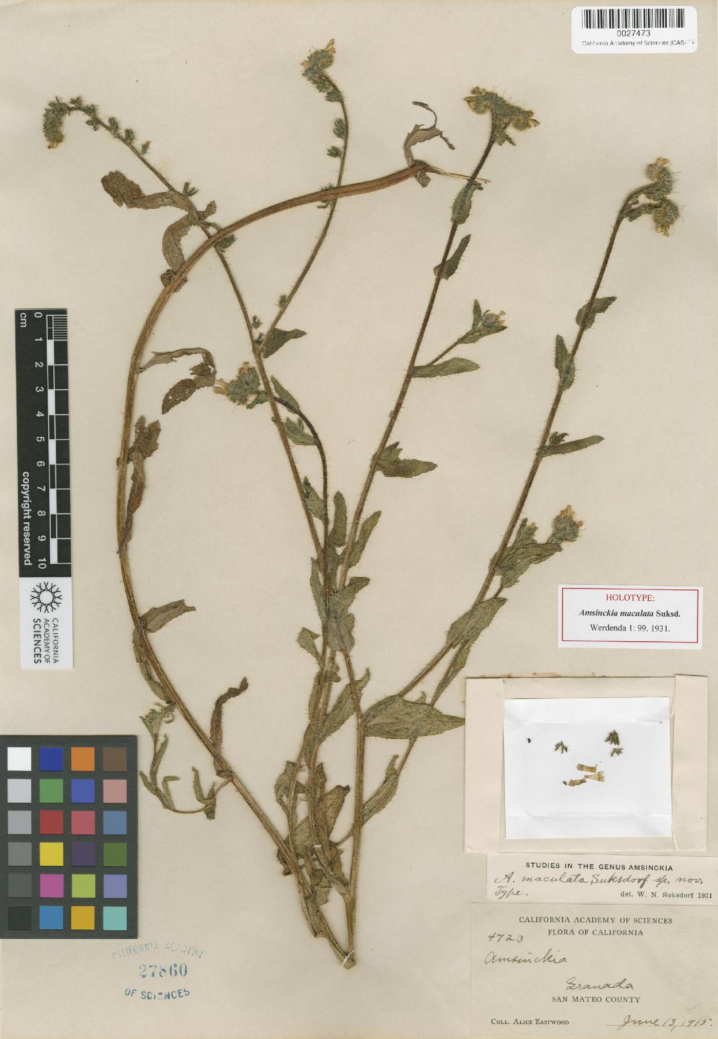 Amsinckia maculata image