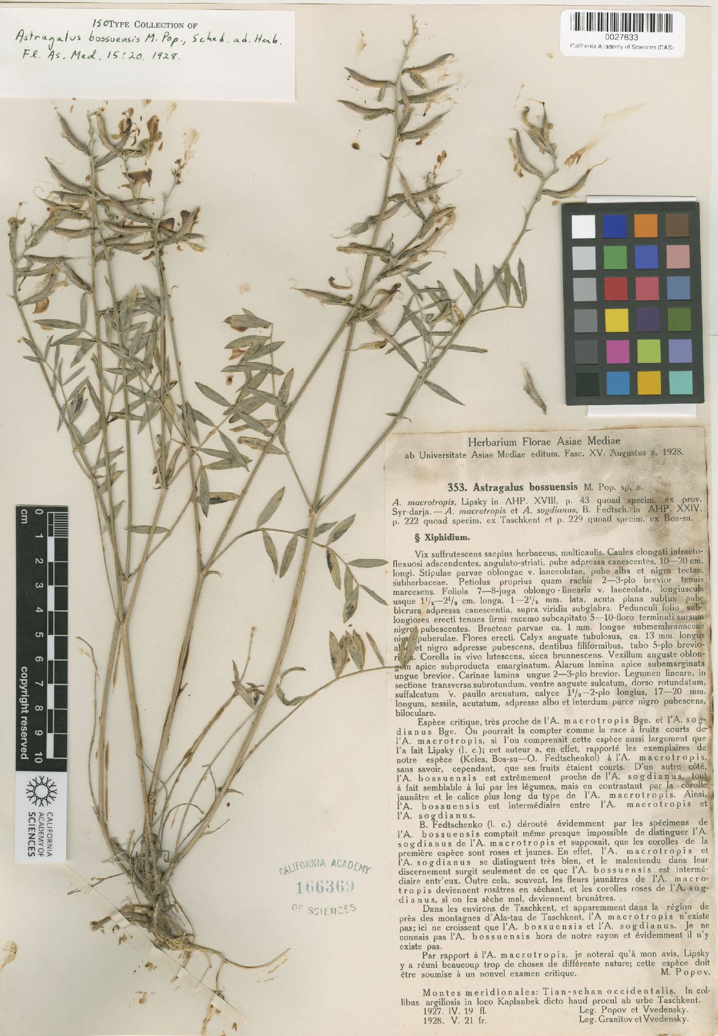Astragalus bossuensis image