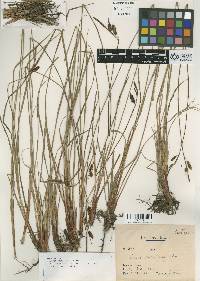 Carex kurilensis image