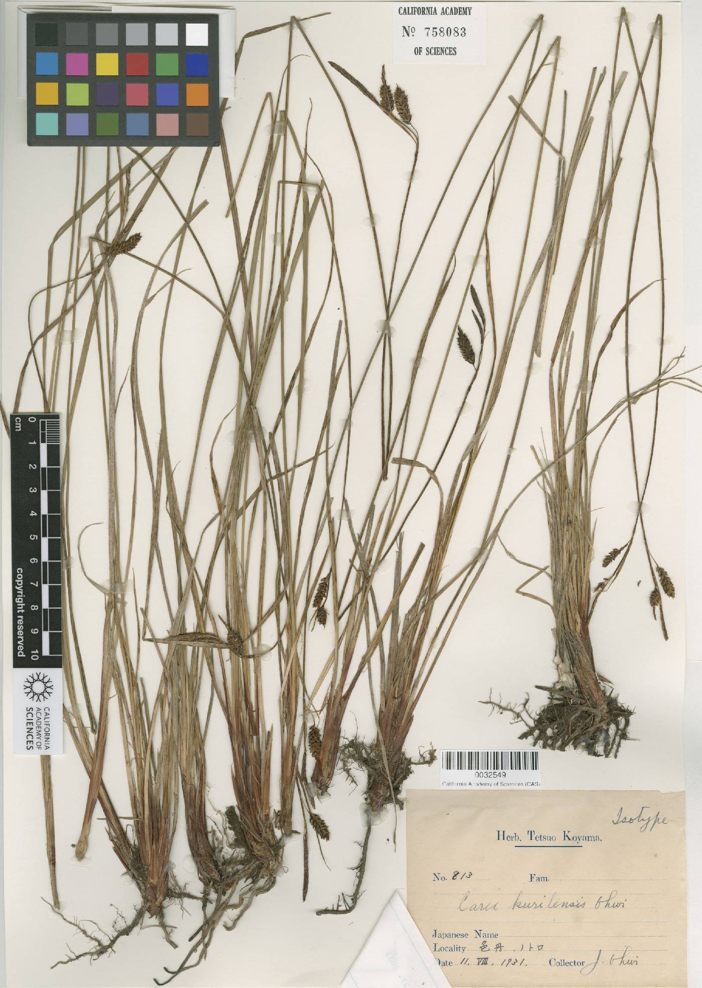 Carex kurilensis image