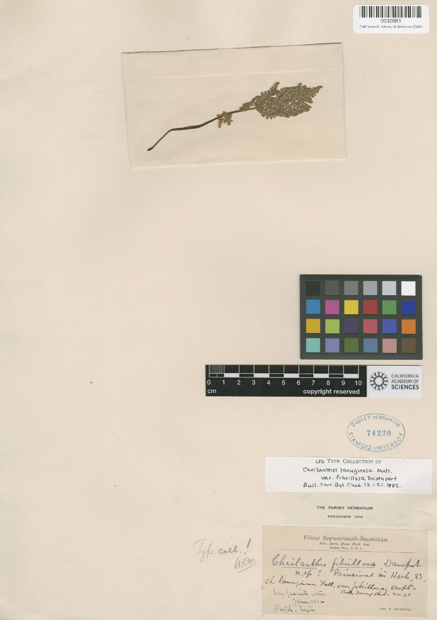 Myriopteris fibrillosa image
