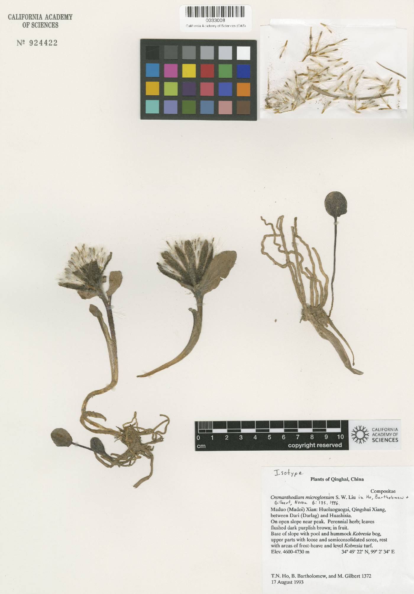 Cremanthodium microglossum image