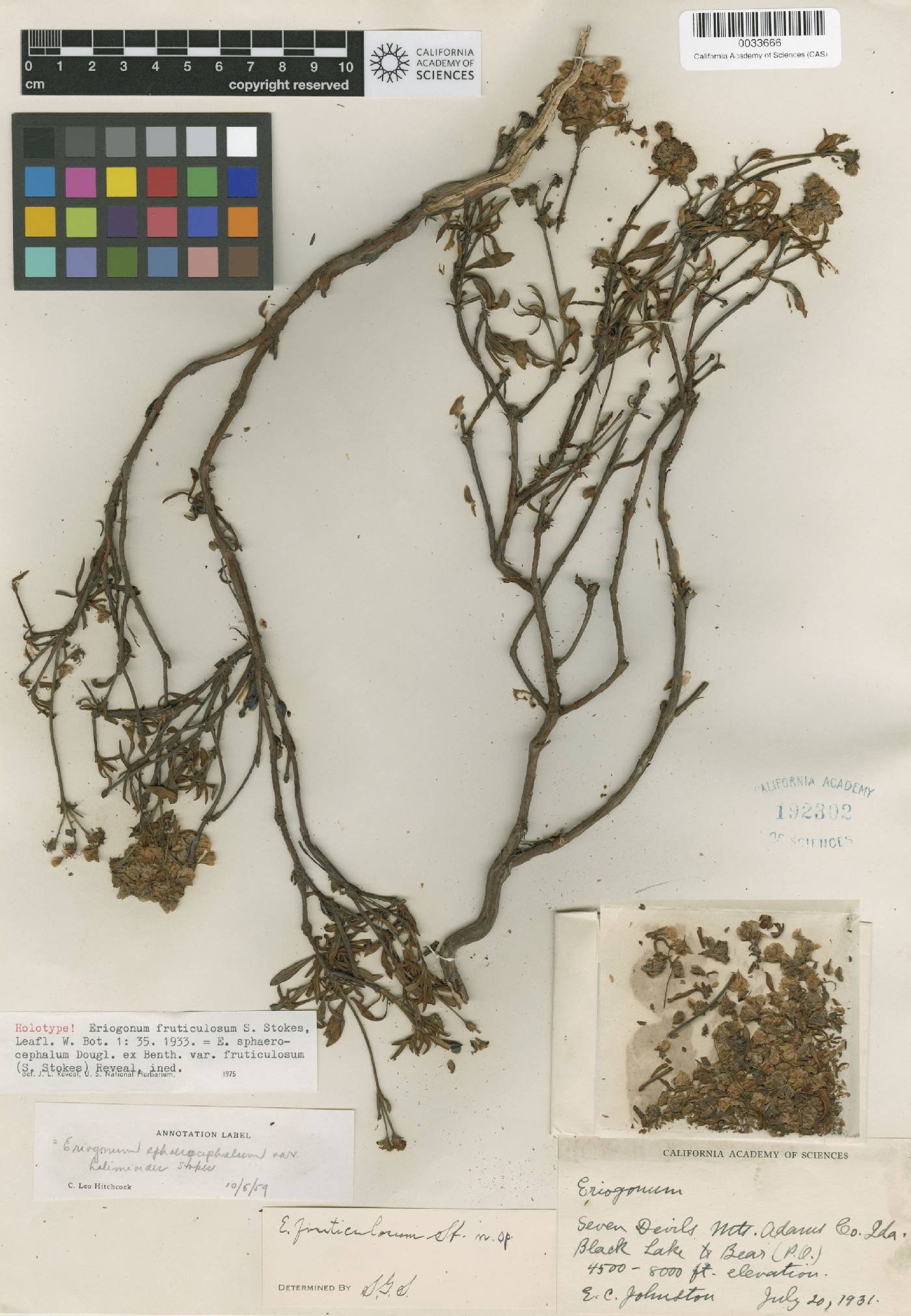 Eriogonum fruticulosum image