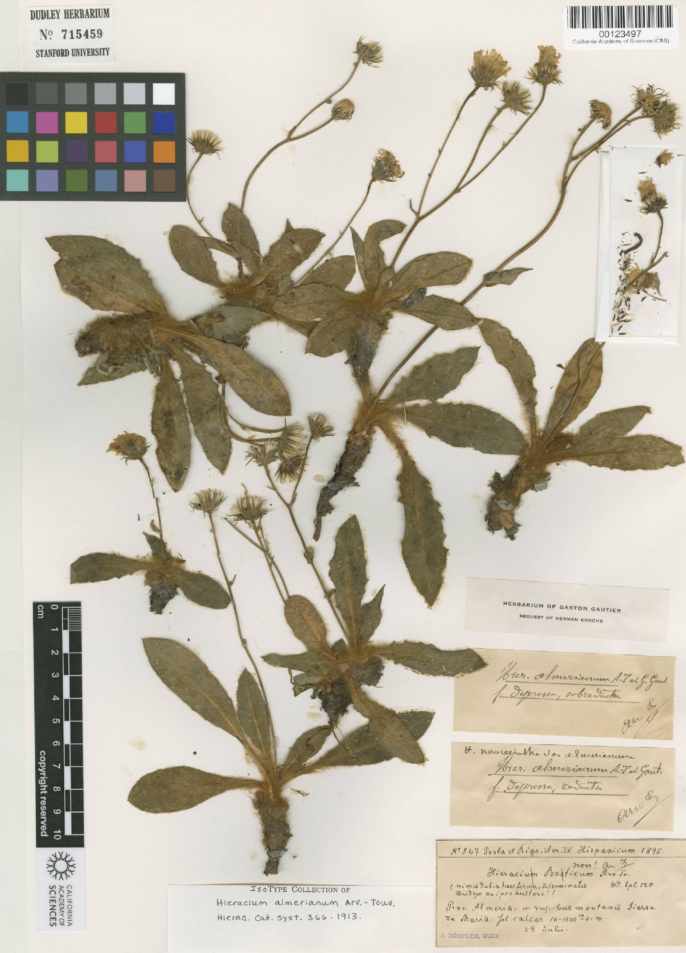 Hieracium elisaeanum subsp. elisaeanum image
