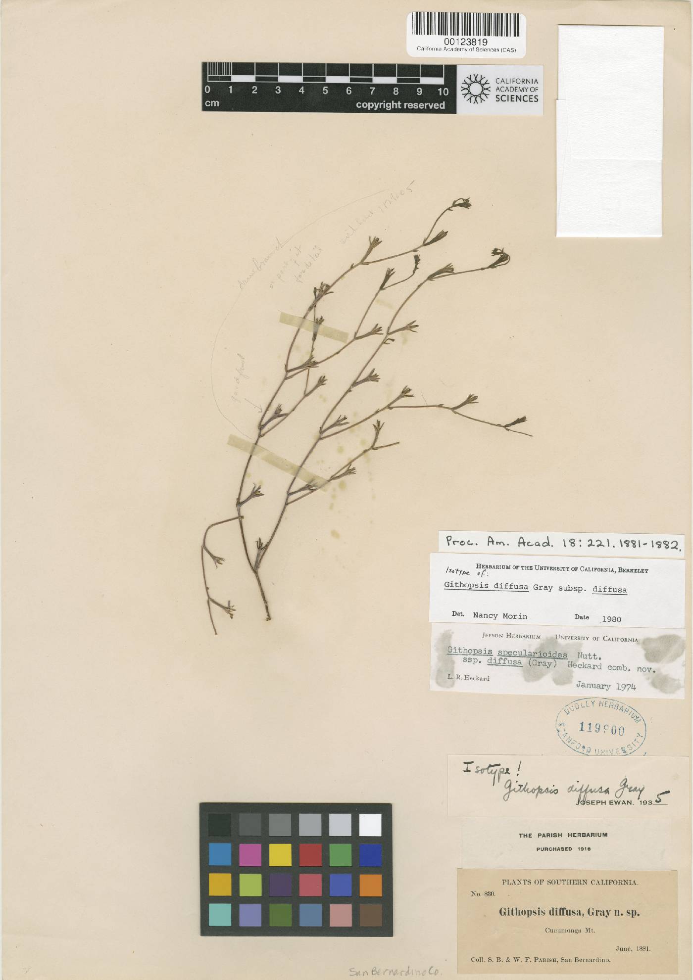 Githopsis diffusa subsp. diffusa image