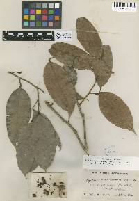 Image of Hydnocarpus woodii