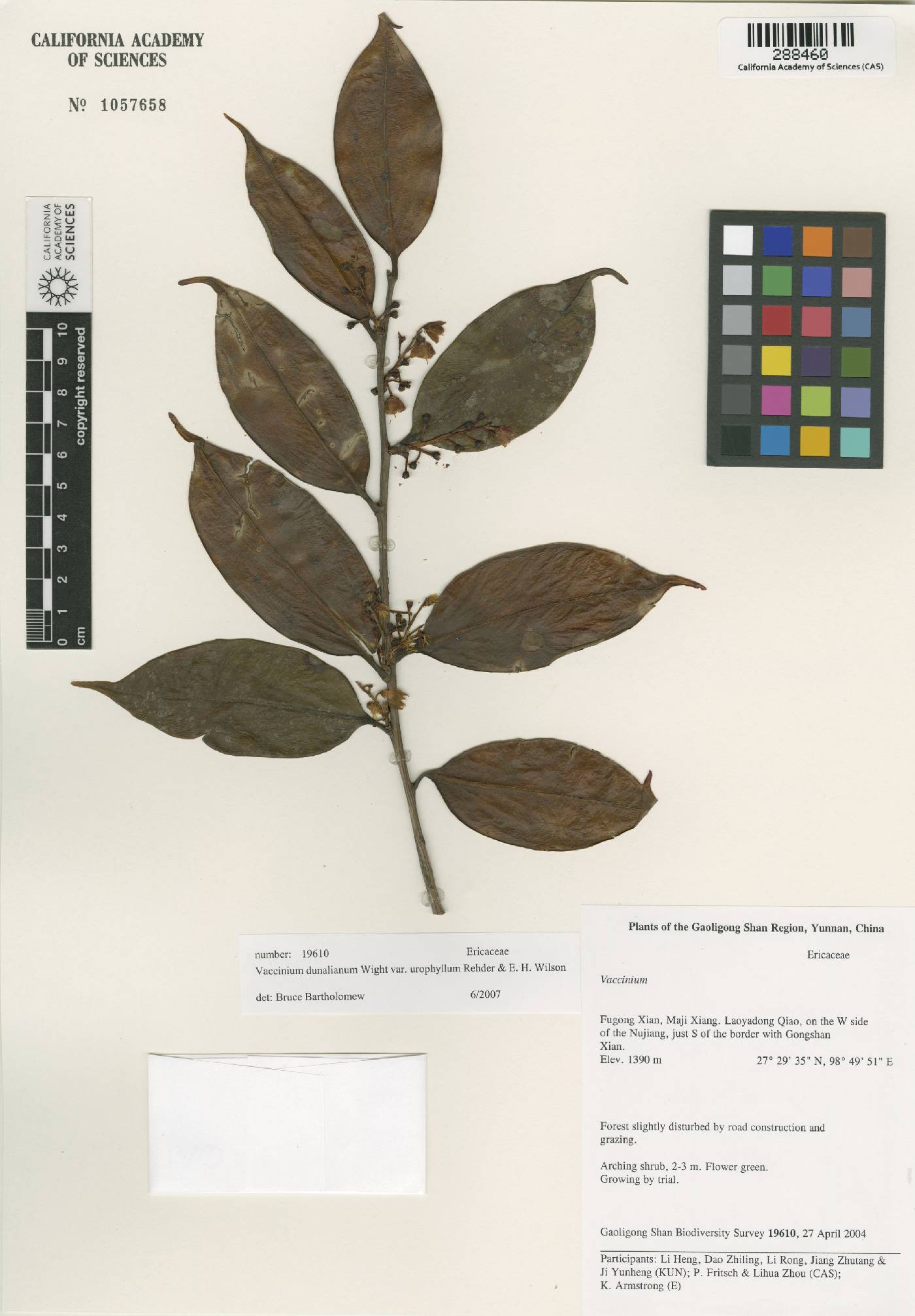 Vaccinium dunalianum var. urophyllum image