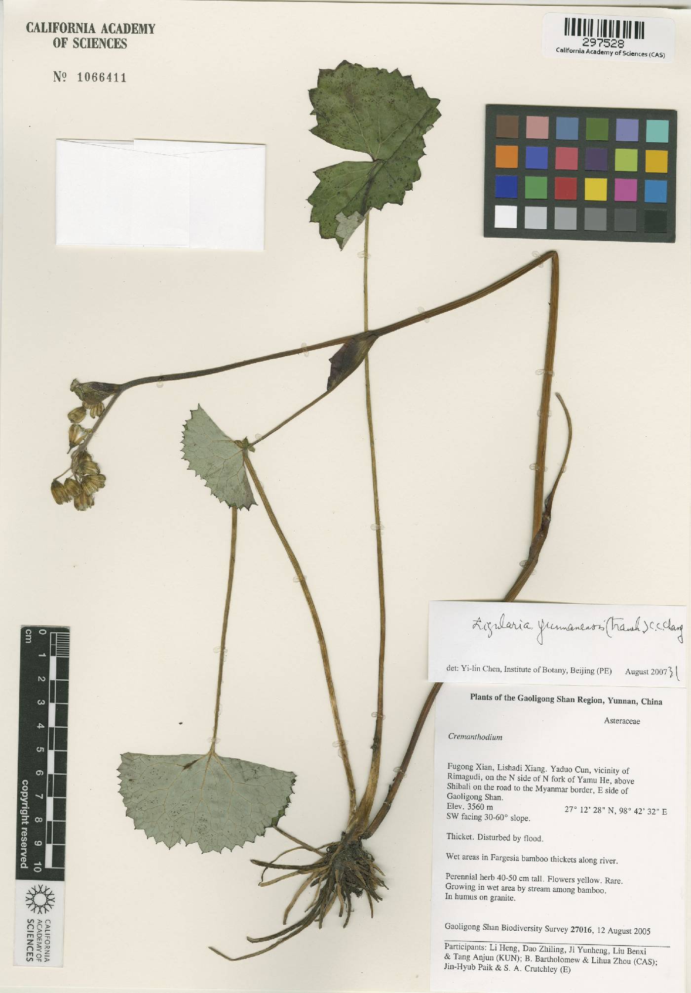 Ligularia yunnanensis image
