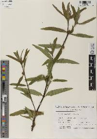 Enydra sessilifolia image