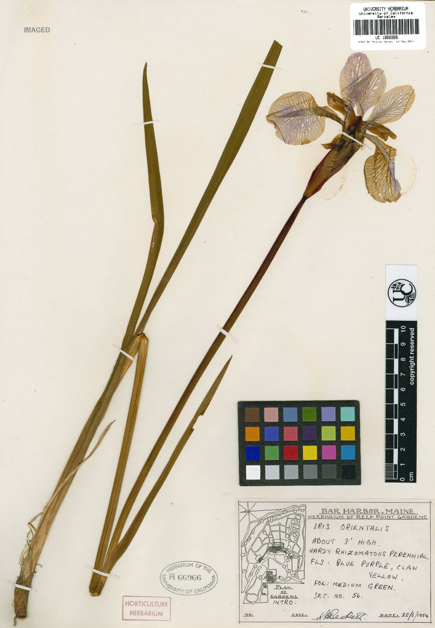 Iris orientalis image