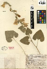 Image of Campanula alliariifolia