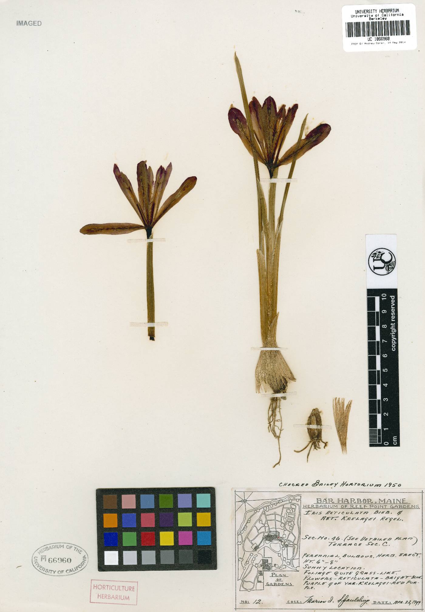 Iris reticulata var. reticulata image