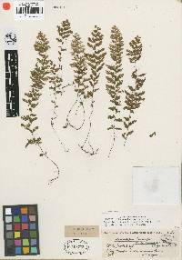 Hymenophyllum lineare var. brasiliense image