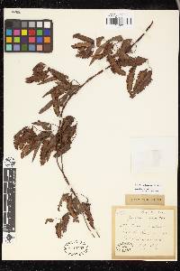 Image of Lygodium cubense