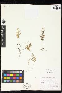 Polyphlebium hymenophylloides image