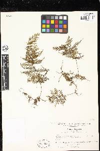 Image of Hymenophyllum alveolatum