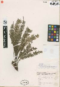 Lellingeria oreophila image