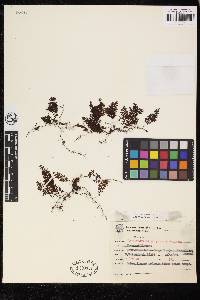 Hymenophyllum polyanthos image